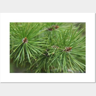 Pine needles Posters and Art